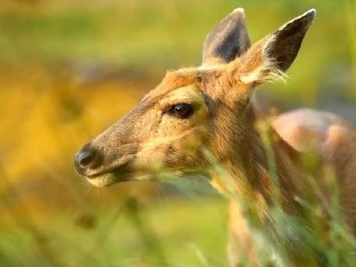 a close up of an animal