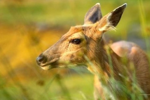 a close up of an animal