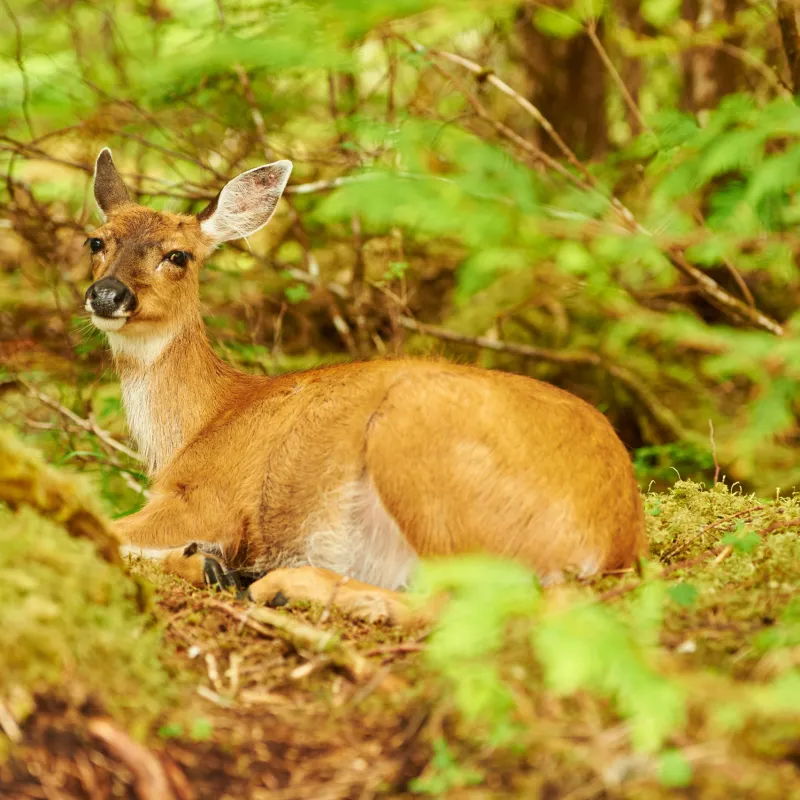 a small brown animal in the grass