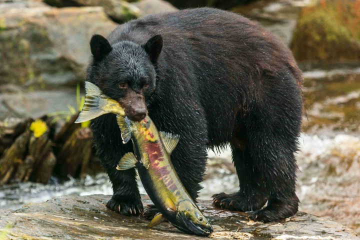 a brown bear sitting on a rock