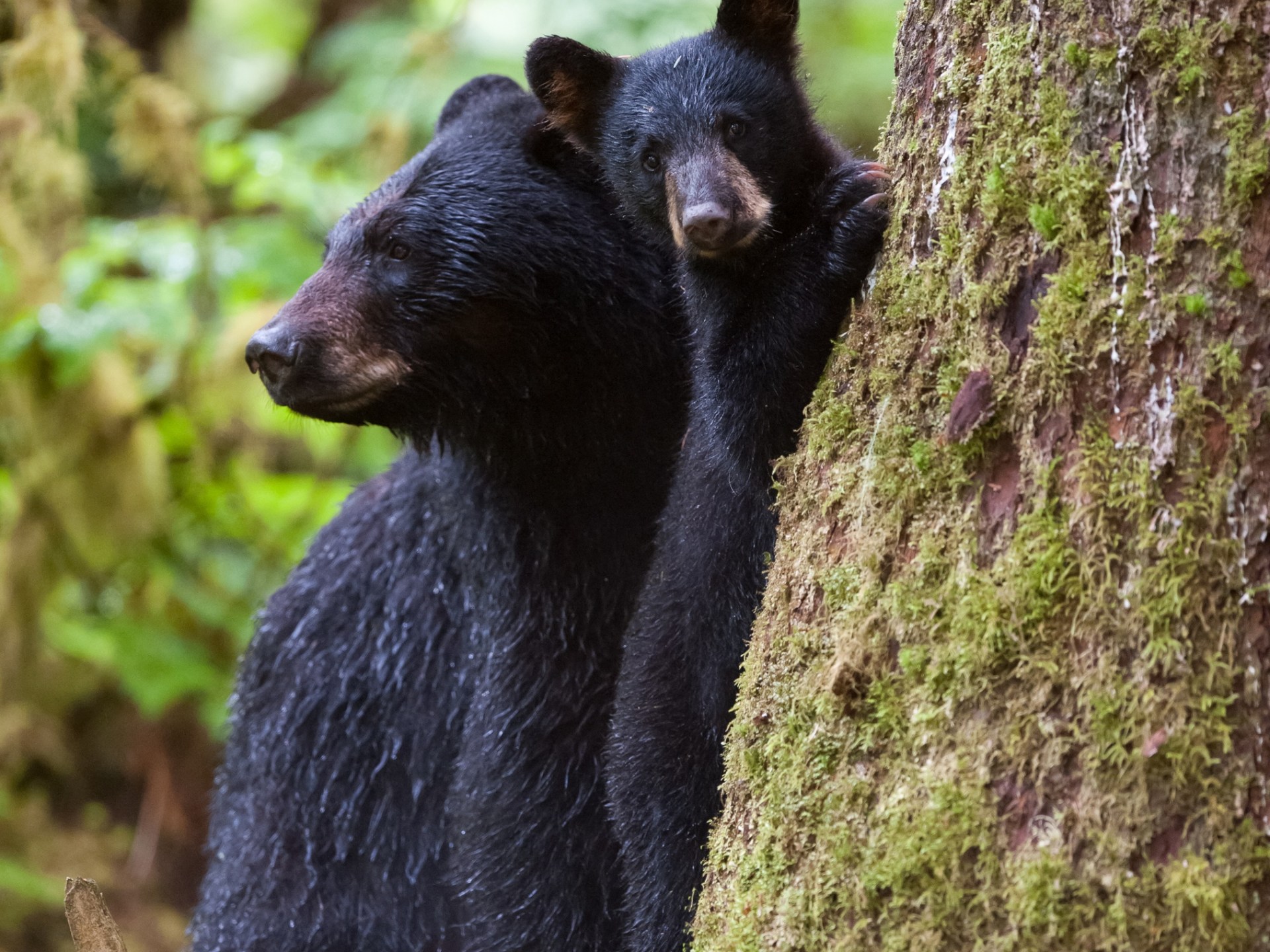 a brown bear standing next to a forest