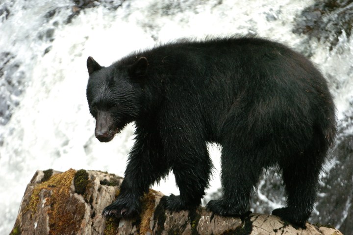 a large brown bear standing on top of a rock