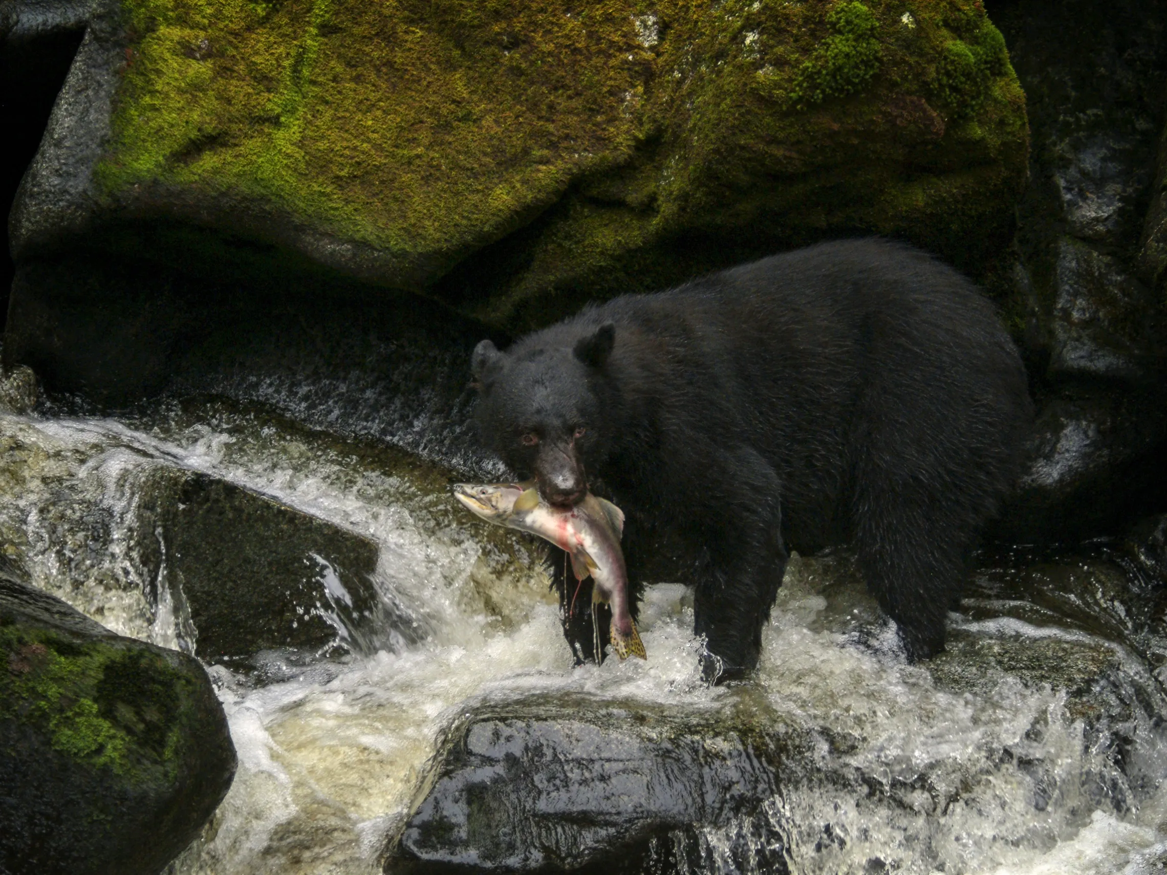 a bear that is standing in the water
