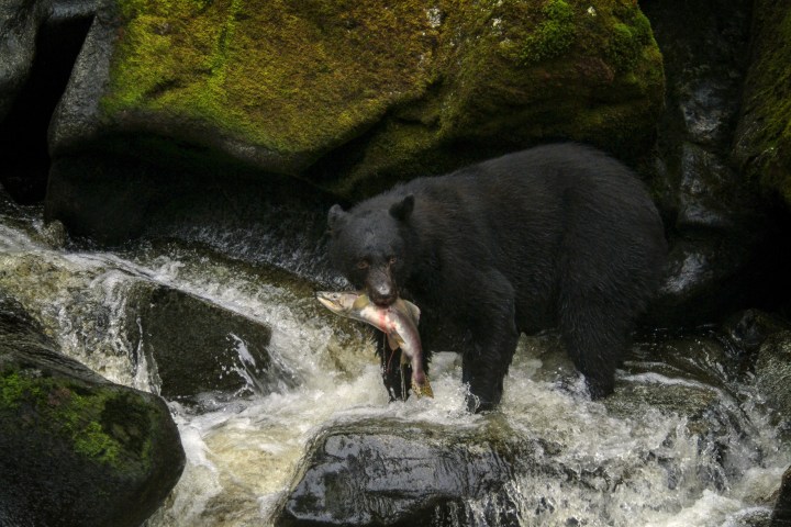 a bear that is standing in the water