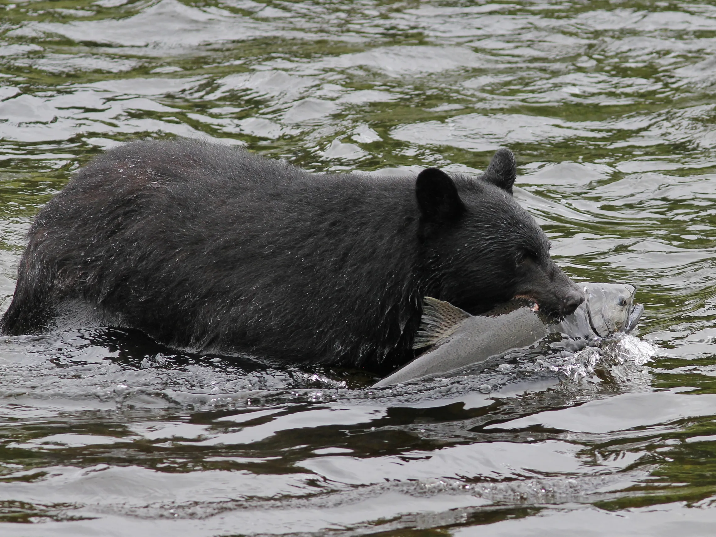 a brown bear swimming in a body of water