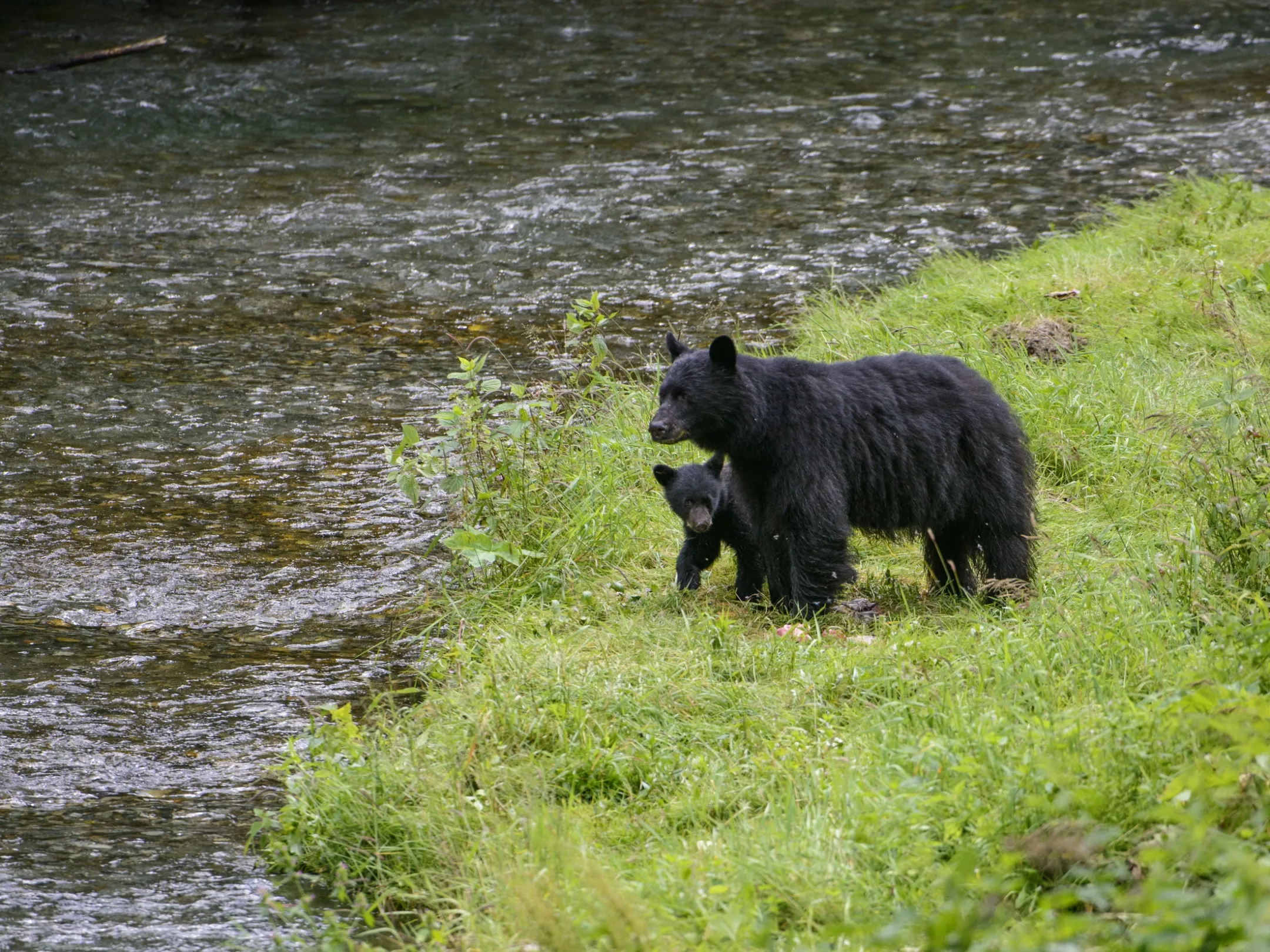 a large brown bear walking across a grass covered field